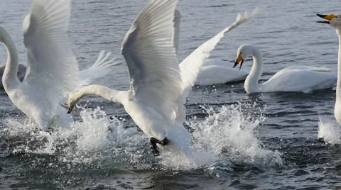 Courtship of wild swans Stock Footage 61334219
