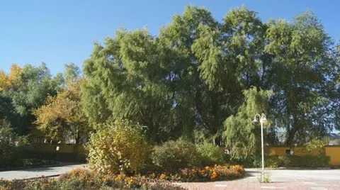 Courtyard with autumn trees 02 Stock Footage 12304564
