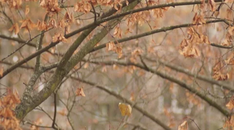 Courtyard, a child on a swing 스톡 동영상 44130545