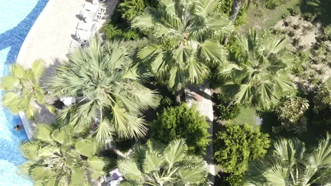 In the courtyard of the hotel, sidewalks by the pool are planted with palm trees Stock Footage 118686816