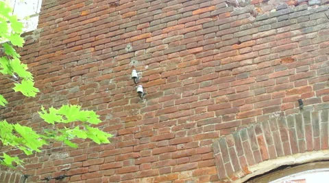 Courtyard of an old building, large Windows, on a background of green plants Video stock 57322763