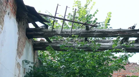 Courtyard of an old building, large Windows, on a background of green plants Stock-Footage 57325177