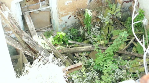 Courtyard of an old building, large Windows, on a background of green plants Stock-Footage 57325259