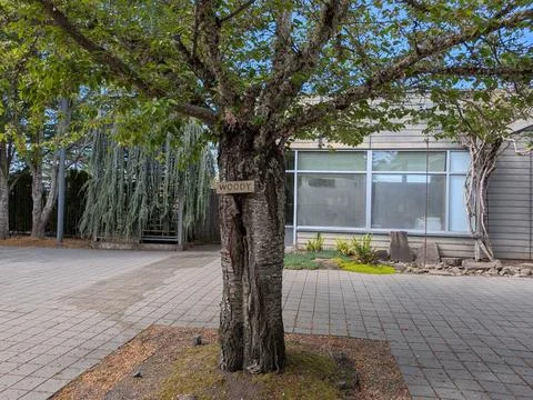 Courtyard scene featuring a mature tree named “Woody,” Stock Photos