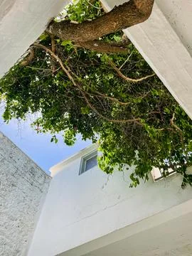 Courtyard Tree in Greece Stock Photos