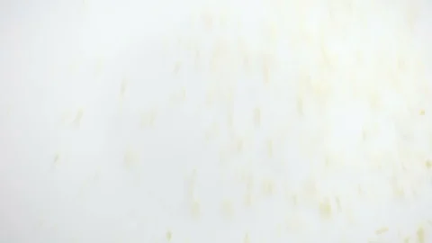 Couscous grits on white background falling from top and filling up frame Stock Footage 112026828