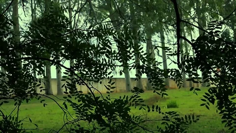 Couter light leaves in the wind Stock Footage 70763506