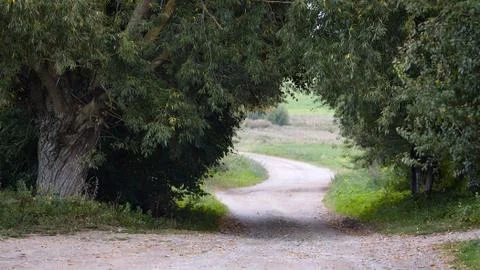 Coutry Road Under Old Willows Stock Photos