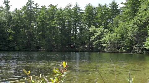 Cove with Pine trees_1 Stock Footage 955493