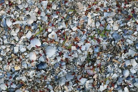 A cover consisting of broken fragments of shells of different sizes Stock Photos