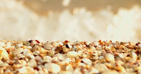 Cover of shells on forefround defocused sea surf on background Stock Footage 93849011