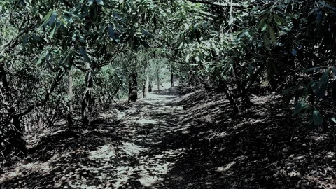 Coverd Path Graveyard Fields Trail Near Canton North Carolina 4K Stock Footage 89601308