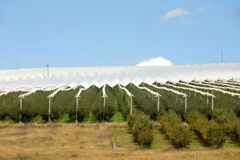 Covered apple trees Stock Photos