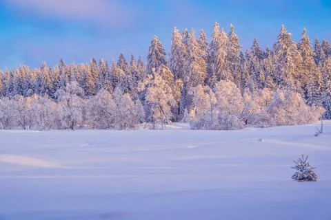 Covered field with trees in the background Foto stock