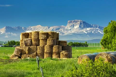 Covered hay rolls next to a stack of square hay bales in a grassy field with a b 库存照片
