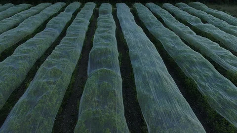 Covered loquat orchard rows Video stock 126946489