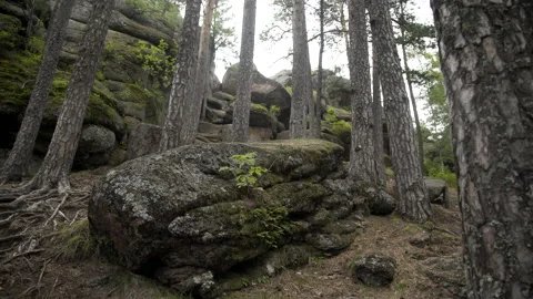 Covered with moss rocks and tree at forest. Wilderness landscape forest with Stock Footage 172091231