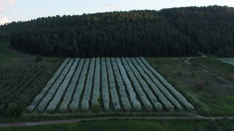 Covered orcahard tree lines, Stock Footage 126944671