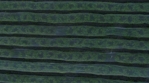 Covered orchard rows Video stock 126945692