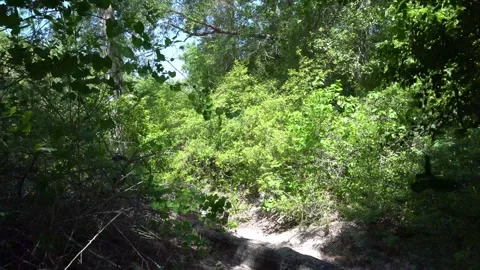 Covered Path Through the Forest Stock Footage 271369154