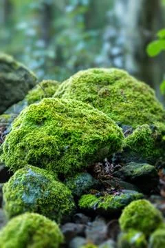 Covered rocks with moss Stock Photos