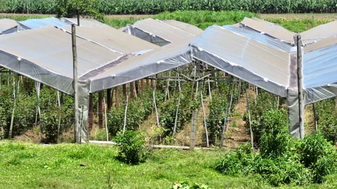 Covered Rose Plantation Under Poly Tunnels Slow Motion, 4K Stock Footage 328931997