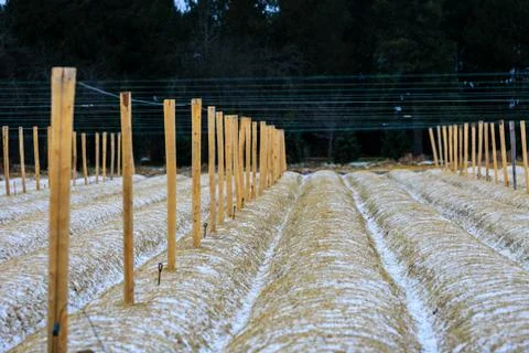 Covered rows of ginseng with a dusting of snow Stock Photos