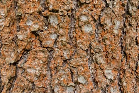 Covered with rusty lichen bark of an old tree, background, texture - image Stock Photos