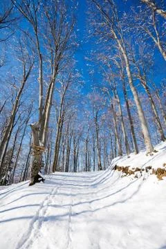 Covered snow footpath through forest Stock Photos