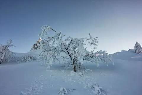 Covered with snow. Stock Photos