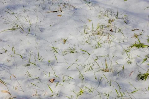 Covered with snow Stock Photos