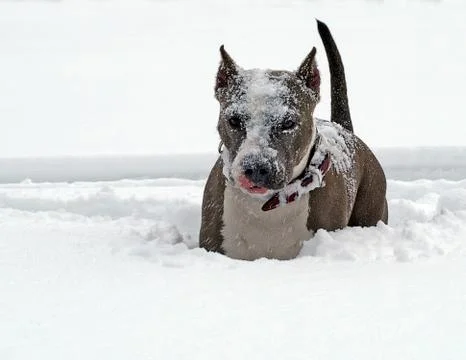 Covered by snow Foto stock