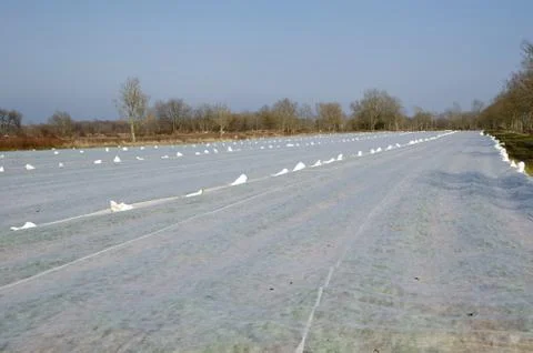 Covered strawberry field Stock Photos