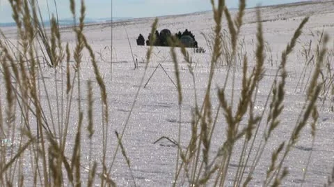 Covered Wagon in winter on western plains Video stock 11364374