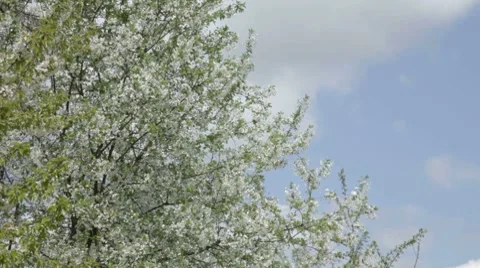 Covered with white flowers cherry tree on wind against sky Stock Footage 7752607