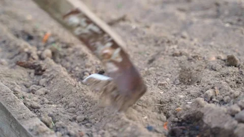 Covering freshly planted onion sets with soil in garden bed close-up Stock-Footage 342736014