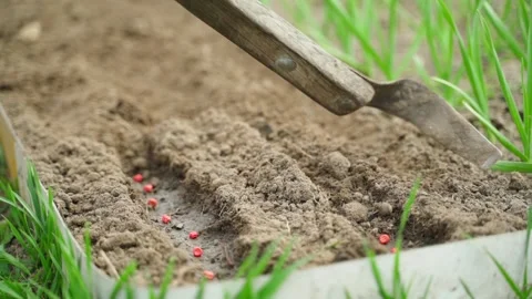 Covering pea seeds with soil in furrows on garden bed close-up. Seed planting Stock-Footage 342736178