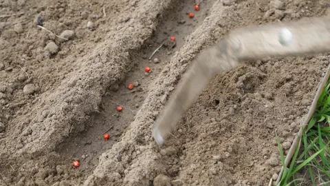 Covering pea seeds with soil in furrows on garden bed close-up. Seed planting Video stock 342736215