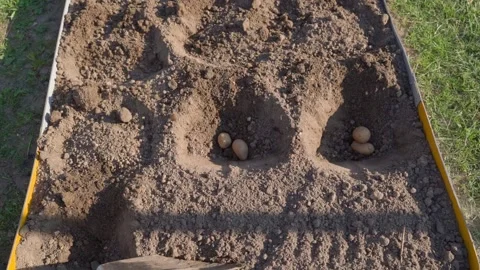 Covering potatoes with soil using shovel in garden bed top view Video stock 337544518