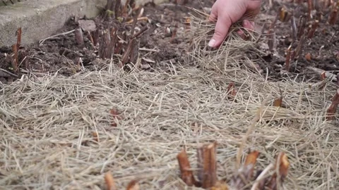 Covering Raspberry Canes with Pine Straw Mulch Stock Footage 237711352