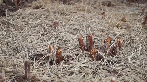 Covering Raspberry Canes with Pine Straw Mulch Stock Footage 237814034