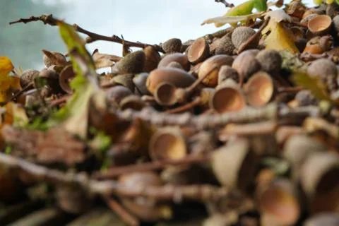 A Covering of thousands of Acorns in the Autumn Fall, Nature's Renewal Stock Photos
