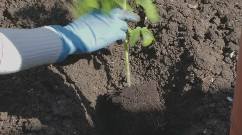 Covering tomato seedlings with soil Stock Footage 7752459