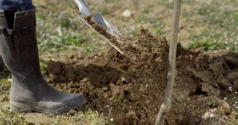 Covering a Young Tree Sapling with Soil from a Spade While Planting Stock Footage 340293307