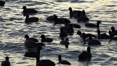 Covert of Eurasian Coots Floating on Water at Sunrise Stock Footage 312001218