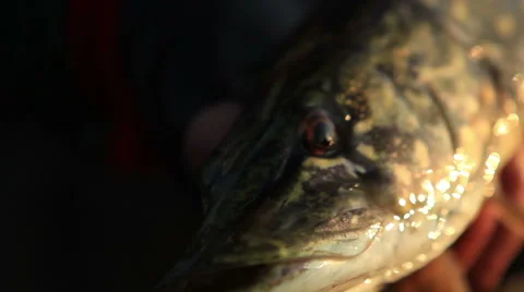 Coveted trophy Vídeo Stock 49819537