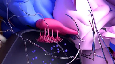 COVID-19 Damage in Olfactory System, SARS-CoV-2 infection in olfactory bulb cell Illustrazione stock