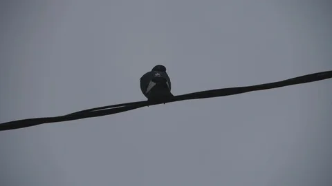 COVID 19 empty city Video stock 125514045