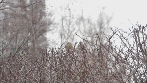 COVID 19 empty city Video stock 125514534