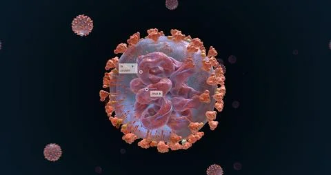The COVID-19 Inside Virus Structure Stock Illustration
